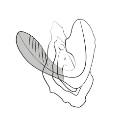 ROMP by Womanizer - Reverb Double Plaisir 2 en 1